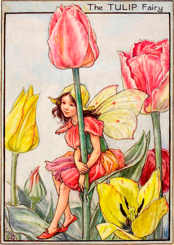 Tulip Fairy by Cicely Mary Barker