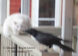 Picture of cat and crow