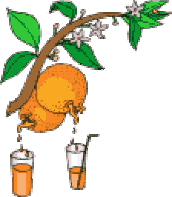 GIF Oranges
