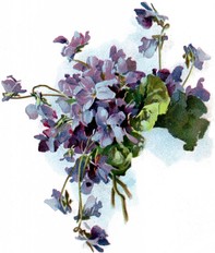 Image of Violets