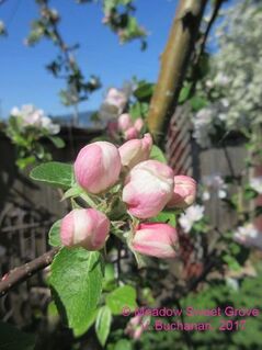 Picture of apple blossoms